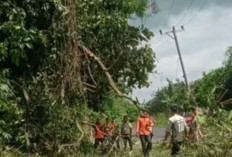 BREAKING NEWS: Pohon Tumbang Putus Akses Jalan di Desa Pendagan, Sempat Lumpuh, Kini Sudah Bisa Dilalui