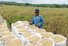 Masuk Masa Panen, Sebagian Petani OKUS Memulai Panen Padi