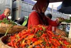 Awal Ramadan 1447 H, Harga Beras dan Cabai Naik, Pemkot Palembang Siapkan Operasi Pasar