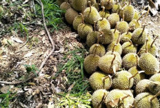 Musim Durian di OKUS tiba, pencinta buah Durian siap Menyambut panen melimpah 