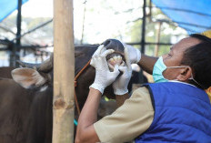 Pemeriksaan Kesehatan Hewan Kurban di Jakarta Dimulai 22 Mei