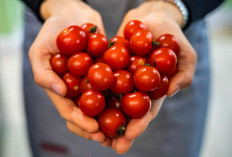 Konsumsi Tomat Secara Rutin, Ini Dampaknya bagi Tubuh