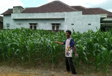 Belum Musim, Harga Jagung Capai Rp 8.000/kg