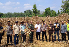 Polres OKU Selatan Gelar Panen Raya Jagung Serentak