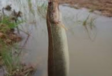 Ikan Piluk Masih Banyak Terdapat di Aliran Sungai Muara Dua