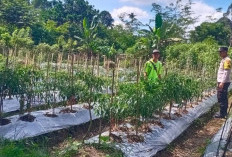 Dukung Ketahanan Pangan, Personel Polsek Kisting Bantu Warga Merawat Kebun Cabai