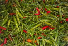 CABAI MEROKET TURUN! Dari Rp80 Ribu ke Rp35 Ribu/Kg, Pasar Saka Selabung Diserbu Pembeli