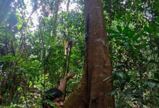 Kemenhut Tetapkan Hampir 400 Ribu Hektare Hutan Adat