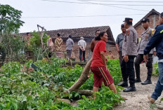 Tebang Pohon Jengkol, Warga OKU Meninggal Diduga Kesetrum