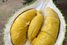 Durian, Raja Buah Ini Ternyata Memiliki Segudang Manfaat Untuk Kesehatan