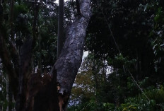 Pohon Tumbang di Sunur dan Kisam Tinggi Ganggu Jaringan Listrik OKU Selatan