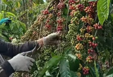 Panen Raya Kopi OKU Selatan Dimulai, Harga Bertahan di Rp43.000/Kg: Petani Andalkan Petik Merah Jaga Kualitas