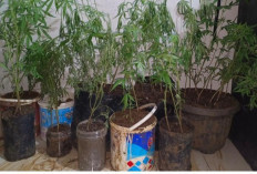 Nekat Tanam Ganja di Dapur, Petani di Empat Lawang Ditangkap Polisi