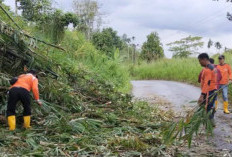 BPBD OKU Selatan Evakuasi Pohon Tumbang