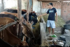 Jelang Idul Adha 2026, Stok Hewan Kurban di Sumsel Melimpah, Permintaan dan Harga Mulai Naik