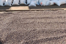 Petani Kopi OKU Selatan Berharap Harga Naik Saat Musim Panen, Kini Masih Rp41–43 Ribu per Kilogram