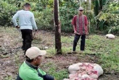 Pencurian Sapi Dengan Modus Potong di Tempat Marak di Banyuasin