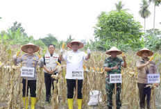Bupati OKU Selatan Hadiri Panen Raya Jagung Serentak Kuartal I 2026
