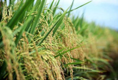 Produksi padi Sumsel tembus 3,6 juta ton tahun 2025