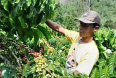 Masuki Musim Panen, Harga Kopi di OKU Selatan Bertahan Diangka Rp 62 Ribu