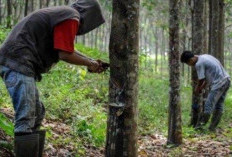 Petani Sumringah Harga Karet Sudah Sepekan Naik, di OKU Selatan Jadi Rp 10.500 per kg