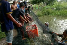 Produksi Ikan Patin OKU Timur Tembus 47.717 Ton, Terbesar di Sumsel Sepanjang 2025