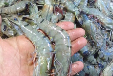 Harga Seafood dan Daging di Pasar Muaradua Stabil, Udang Ijo Super Tembus Rp120 Ribu per Kilogram