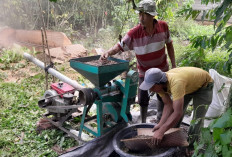 Sempat Bertengger di Rp 70 Ribu, Kini Harga Kopi di OKU Selatan Terjun Bebas