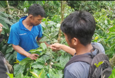 Petani Kopi OKU Selatan Mulai Masuk Masa Panen