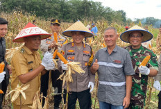 Kapolres Gelar Panen Jagung Bersama Warga Desa Karang Agung