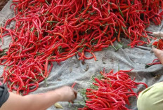 Harga Cabai Merah di OKU Selatan Turun, Kini Rp23 Ribu per Kilogram