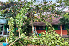 Sambut Ramadan, UPT SMPN 01 Simpang Gelar Gotong Royong Bersihkan Lingkungan Sekolah