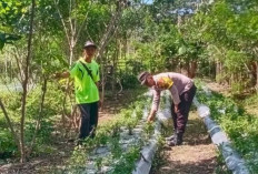 Dukung Program Ketahanan Pangan, Personel Polsek Kisting Monitor Perkebunan Warga