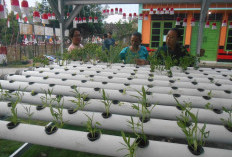 Tekuni Sayur Organik Hasil Pakai Sendiri dan Dibagikan