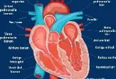 Pentingnya Menjaga Kesehatan Jantung Sejak Dini