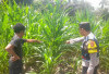 Dukung Ketahanan Pangan, Personel Polsek BSA Bantu Warga Tingkatkan Produksi Jagung