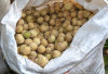 Musim Duku Mulai Tiba di OKU Selatan, Harga Awal Tembus Rp15 Ribu per Kilo