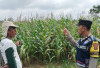 Bhabinkamtibmas Polsek Simpang Martapura Cek Tanaman Jagung, Dukung Ketahanan Pangan