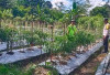 Dukung Ketahanan Pangan, Personel Polsek Kisting Bantu Warga Rawat Kebun Cabai