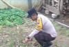 Dukung Ketahanan Pangan, Polsek Kisam Tinggi Ajak Warga Tanam Sayur di Pekarangan