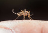 WHO Peringatkan Epidemi Chikungunya Global