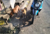 Cegah Rabies, Warga OKUS Diminta Tak Lepas Anjing Sembarangan
