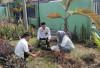 KUA Buana Pemaca Tanam Pohon Matoa di Halaman Kantor
