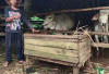 Bolehkan Orang yang Berkurban Memakan Daging Kurban? Ini Penjelasannya