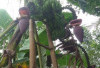 Langka Banget, Pisang Ambon Berbuah Tiga Tandan, Petani: Seumur Hidup Belum Pernah Lihat