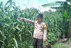 Personel Polsek BSA Konsisten Dampingi Petani, Dorong Produksi Jagung Warga