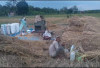 Warga Desa Rantau Panjang Harapkan Pembangunan Irigasi Sawah