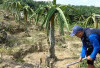 Di Atas Lahan Yang Kering Petani Oku Selatan Sukses Budidayakan Buah naga