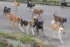 Lurah Bandar Agung Ranau Himbau Warga Kandangkan Anjing, Pemusnahan Anjing Liar Segera Dilakukan