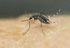 Mengenali Nyamuk Aedes aegypti: Pembawa Virus Demam Berdarah